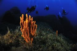 Morro Jable Dive Centre - Fuerteventura. Coral.